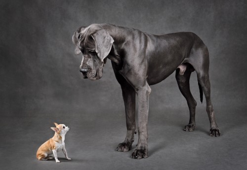 The size premium: Why smaller companies can deliver added value in the long term